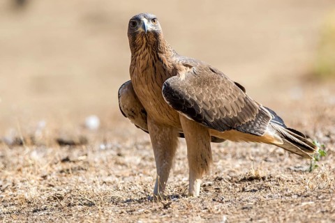 Bonelli's Eagle (Aquila fasciata) juvenile on ground, Andalusia, Spain