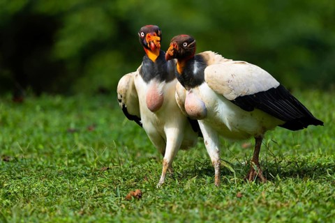 King vulture (Sarcoramphus papa), cock, vulture birds (Aegypiinae), Laguna del Lagarto Lodge,
