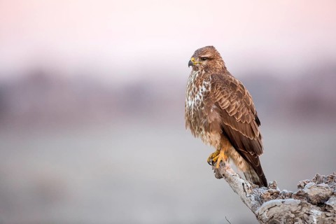 Common Buzzard (Buteo buteo), Castile-La Mancha, Spain