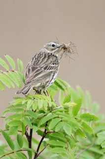 Meadow Pipit (Anthus pratensis) perched on a branch with insects in its beak, Netherlands