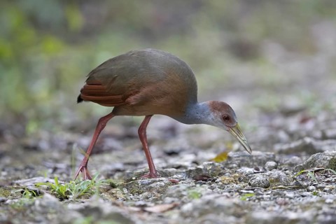 Rufous-naped Wood Rail (Aramides albiventris albiventris), Peten, Guatemala