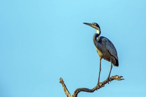 Black-necked Heron (Ardea melanocephala), Animals, Birds, Heron, Walking bird, Zambia, South Africa