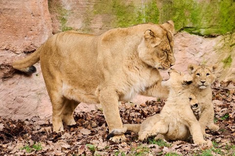 Asiatic lion (Panthera leo persica) female (mother) with her cubs, captive