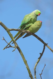Two collared parakeet (Psittacula krameri), copulation, male, female, parakeet, parrot, Luisenpark,