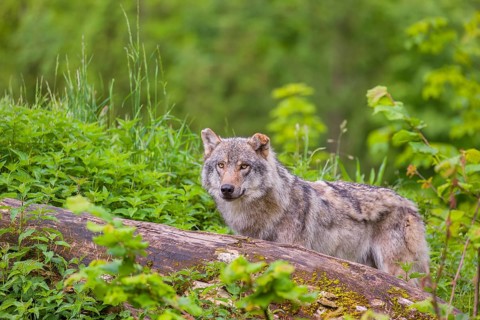 A male Eurasian gray wolf (Canis lupus lupus) stands on a hill, behind a rotting tree lying on the