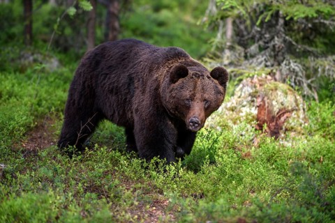 Animals, mammals, bear, brown bear, wild, biotope, habitat, (Ursus arctos arctos), foraging,