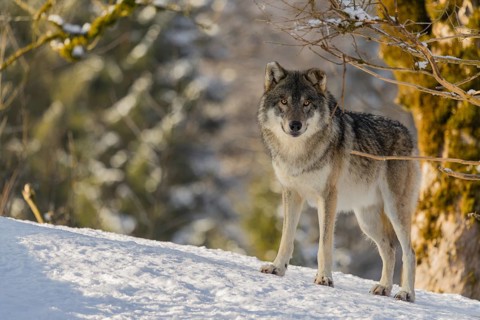 An adult male grey wolf (Canis lupus lupus) stands on a sloping, snow-covered meadow at the edge of