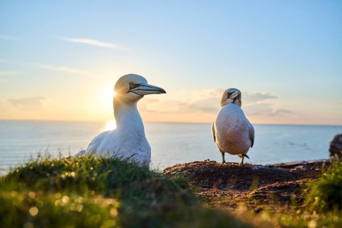 Northern gannet (Morus bassanus) standing on the cliff at sunset with the sea in the background,