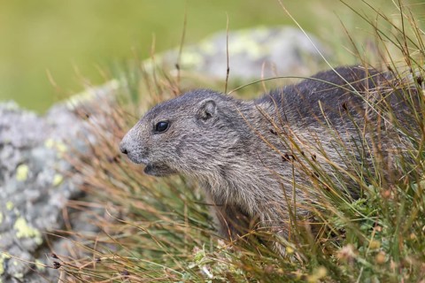 One young Alpine Marmot, Marmota marmota, standing in high green grass, feeding on some leaves.