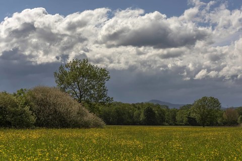 A field of yellow flowers with a cloudy sky in the background. Bas rhin, Alsace, France