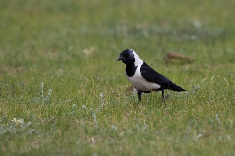 Daurian Jackdaw (Coloeus dauuricus), Dornod-Aimag, Mongolia