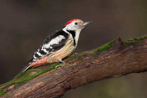 Middle Spotted Woodpecker (Dendrocoptes medius) climbing up old mossy tree trunk, Poland