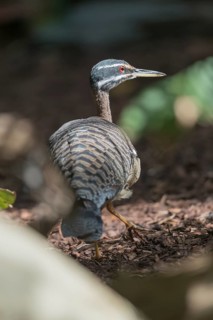 One sunbittern (Eurypyga helias) walking on the forest floor searching for food