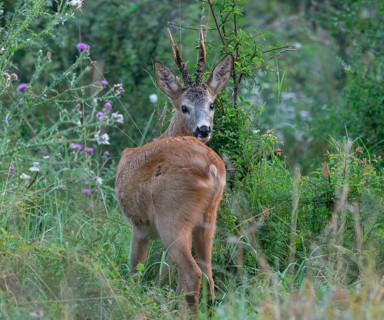 Roe deer (Capreolus capreolus), roebuck standing in a meadow and looking attentively, wildlife,