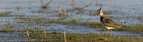 Lapwing, (Vanellus vanellus), animals, birds, lapwings, plover family, biotope, habitat, foraging,