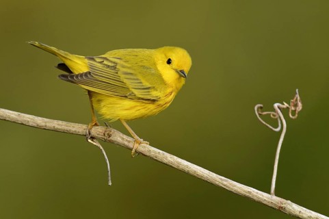 American Yellow Warbler (Setophaga aestiva) male, Texas, USA