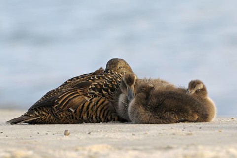 Eiderente (Somateria mollissima), Eider, Weibchen mit Jungvoegeln, ruhend am Strand, Juni, Duene