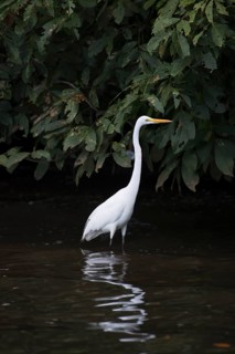 Great White Egret (Ardea alba), Tortuguero National Park, Costa Rica