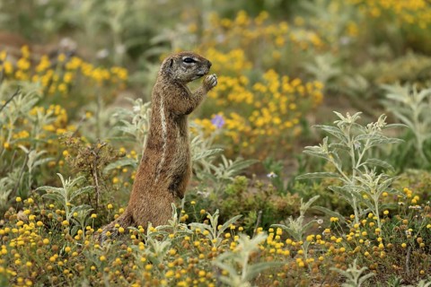 Cape bristle-thighed squirrel (Xerus inauris), adult, alert, standing upright, feeding, flower