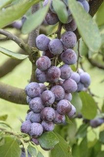 Plum (Prunus domestica 'Opal'), Bundessortenamt, Marquardt testing centre, Marquardt, Brandenburg,