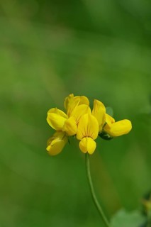 Bird's-foot Trefoil, Bird's-foot Trefoil (Lotus corniculatus), yellow flower in a meadow,