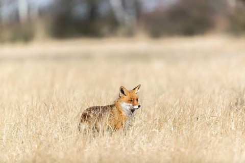 One red fox, Vulpes vulpes, running over a meadow with tall dry grass on a sunny day