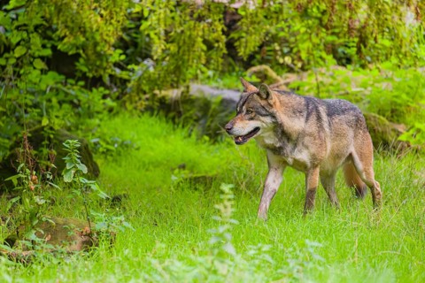 An adult male Eurasian gray wolf (Canis lupus lupus) runs through a forest