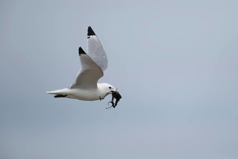 Black-legged kittiwake (Rissa tridactyla) adult sea bird flying carrying nesting material in its