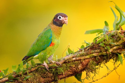 Brown-hooded Parrot, Pionopsitta haematotis, portrait of light green parrot with brown head. Detail