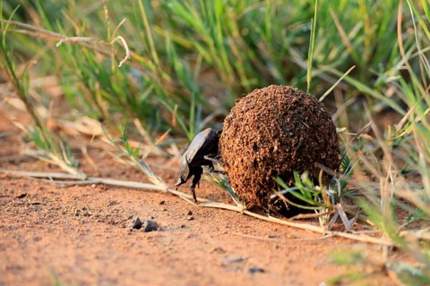 Dung beetle, sacred pill bug (Scarabaeus sacer), adult, rolling dung ball, elephant dung, for egg