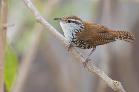 Banded Wren (Thryophilus pleurostictus) perched on a branch in Oaxaca, Mexico