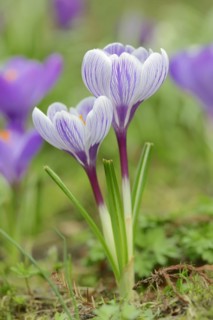 Crocuses (Crocus spec.) in bloom in spring, North Rhine-Westphalia, Germany