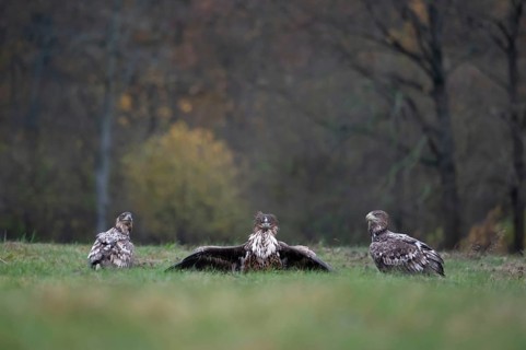 White-tailed eagle (Haliaeetus albicilla), juvenile, young white-tailed eagle in forest clearing