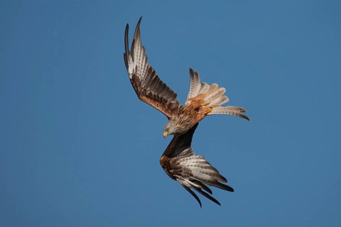 Red kite (Milvus milvus) adult bird of prey raptor diving in flight, Wales, United Kingdom