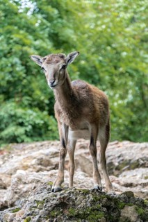 A juvenile mouflon sheep stands alert on rocky terrain, surrounded by lush greenery, characteristic