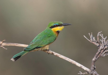 Little Green Bee-eater - Mahango Game Reserve, Namibia