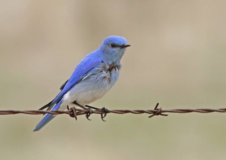 Mountain Bluebird (Sialia currucoides), Saskatchewan, Canada