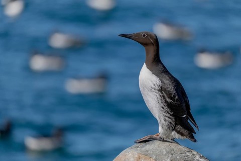 Common guillemot (Uria aalge), ringed guillemot with eye ring, Hornoya, Varangerfjord, Norway