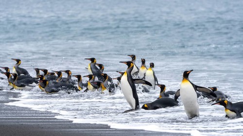 King penguins (Aptenodytes patagonicus), group wading through the surf on a sandy beach, Salisbury
