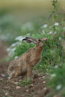 European brown hare (Lepus europaeus) adult animal feeding on a thistle on the edge of a farmland