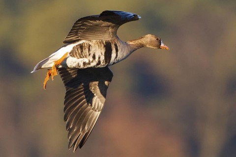 Greater White-fronted Goose (Anser albifrons) flying, North Rhine-Westphalia, Germany