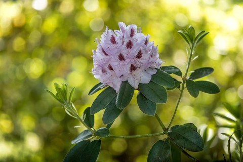 Blossoms on a rhododendron, Saxony, Germany