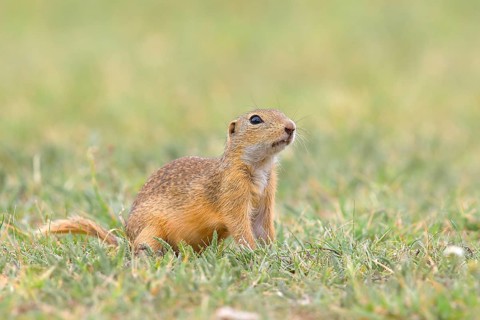 European ground squirrel (Spermophilus citellus) sitting attentively in meadow, Ziggsee, Lake