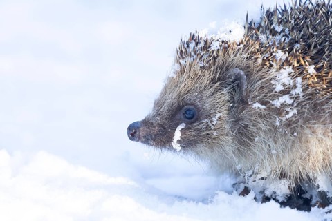 European hedgehog (Erinaceus europaeus) adult animal in a snow covered garden in winter, England,