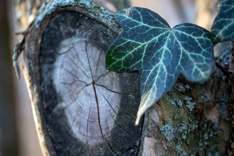 Ivy leaf on an old, weathered tree trunk with visible textures, Germany