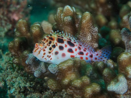 Pinniped coral guard (Cirrhitichthys oxycephalus)