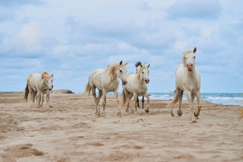 Five white Camargue horses gallop freely across a sandy beach under a cloudy sky, Camargue, France