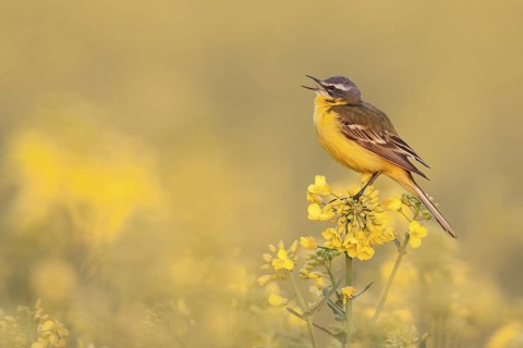 Western Yellow Wagtail (Motacilla flava) male singing, Rhineland-Palatinate, Germany