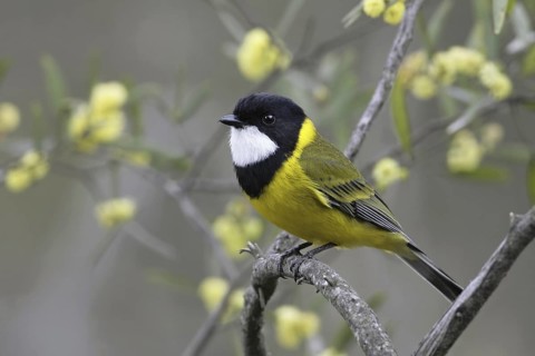 Australian Golden Whistler (Pachycephala pectoralis) male, Victoria, Australia