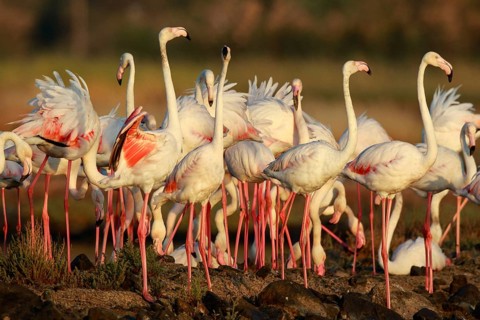 Greater Flamingo (Phoenicopterus roseus) group foraging in shallow water, Lesvos, Greece